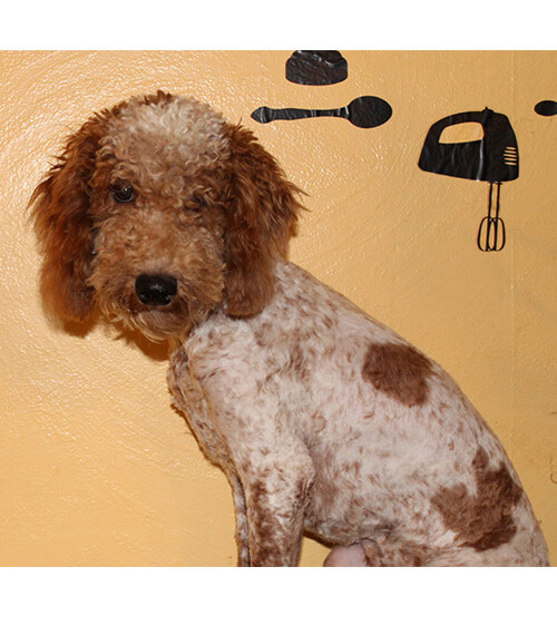 Mustard Seed Ranch Dog Breeders