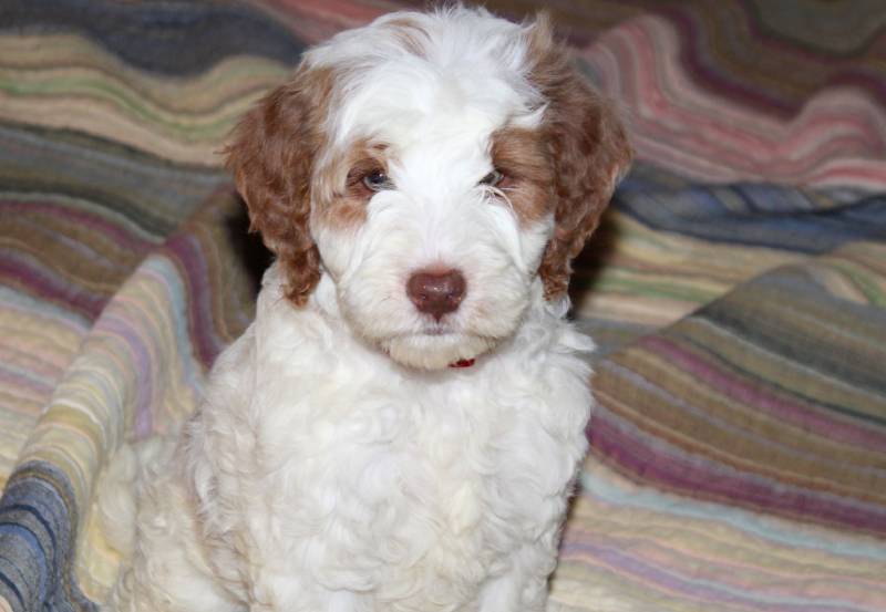 Mustard Seed Ranch Dog Breeders