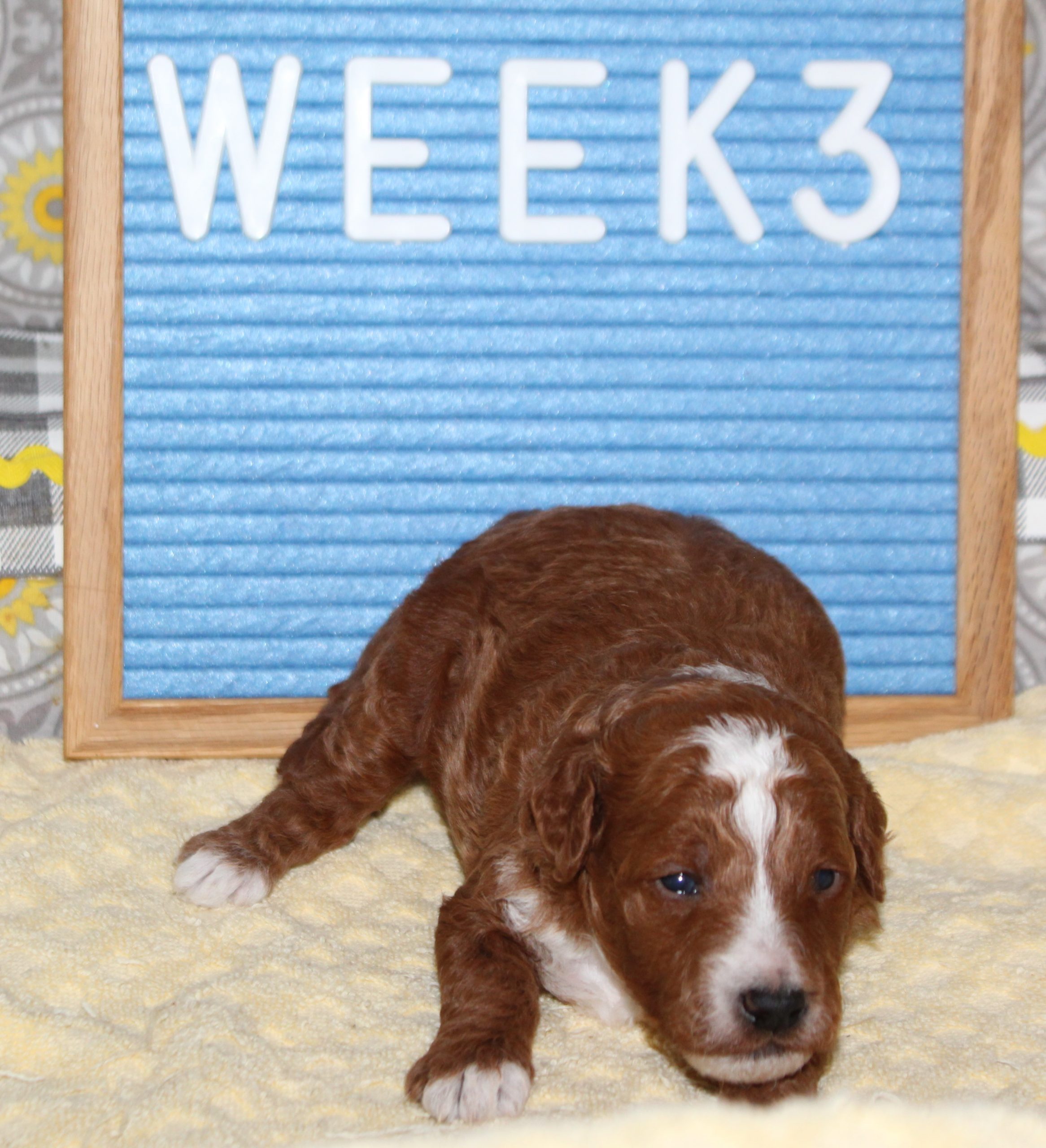 Mustard Seed Ranch Dog Breeders