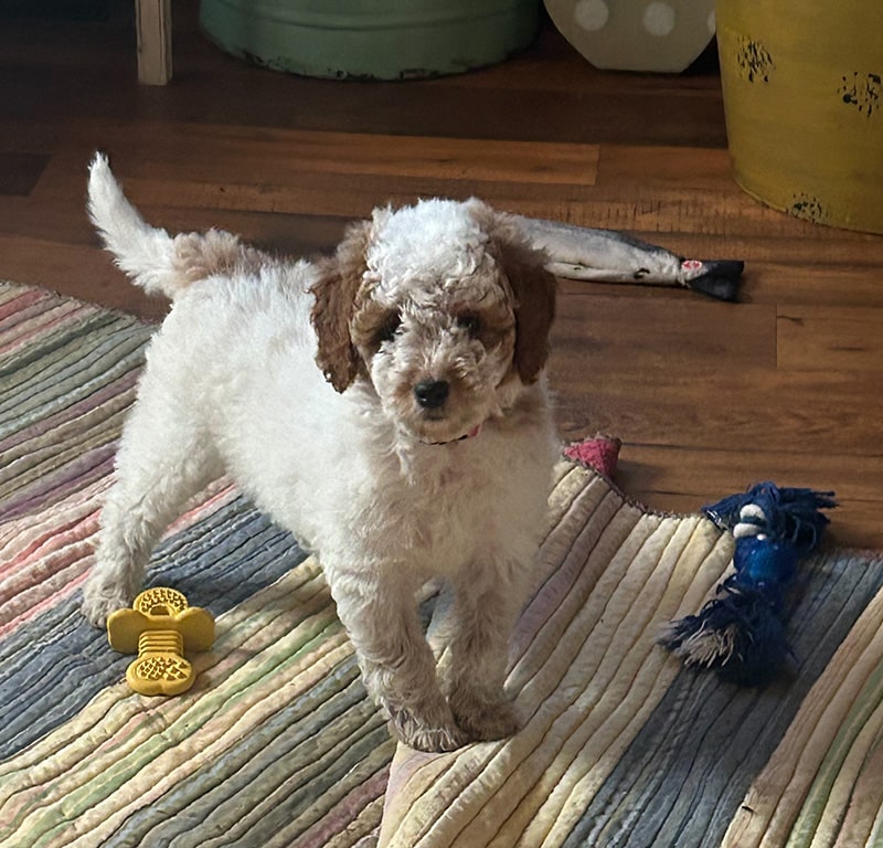 Mustard Seed Ranch Dog Breeders