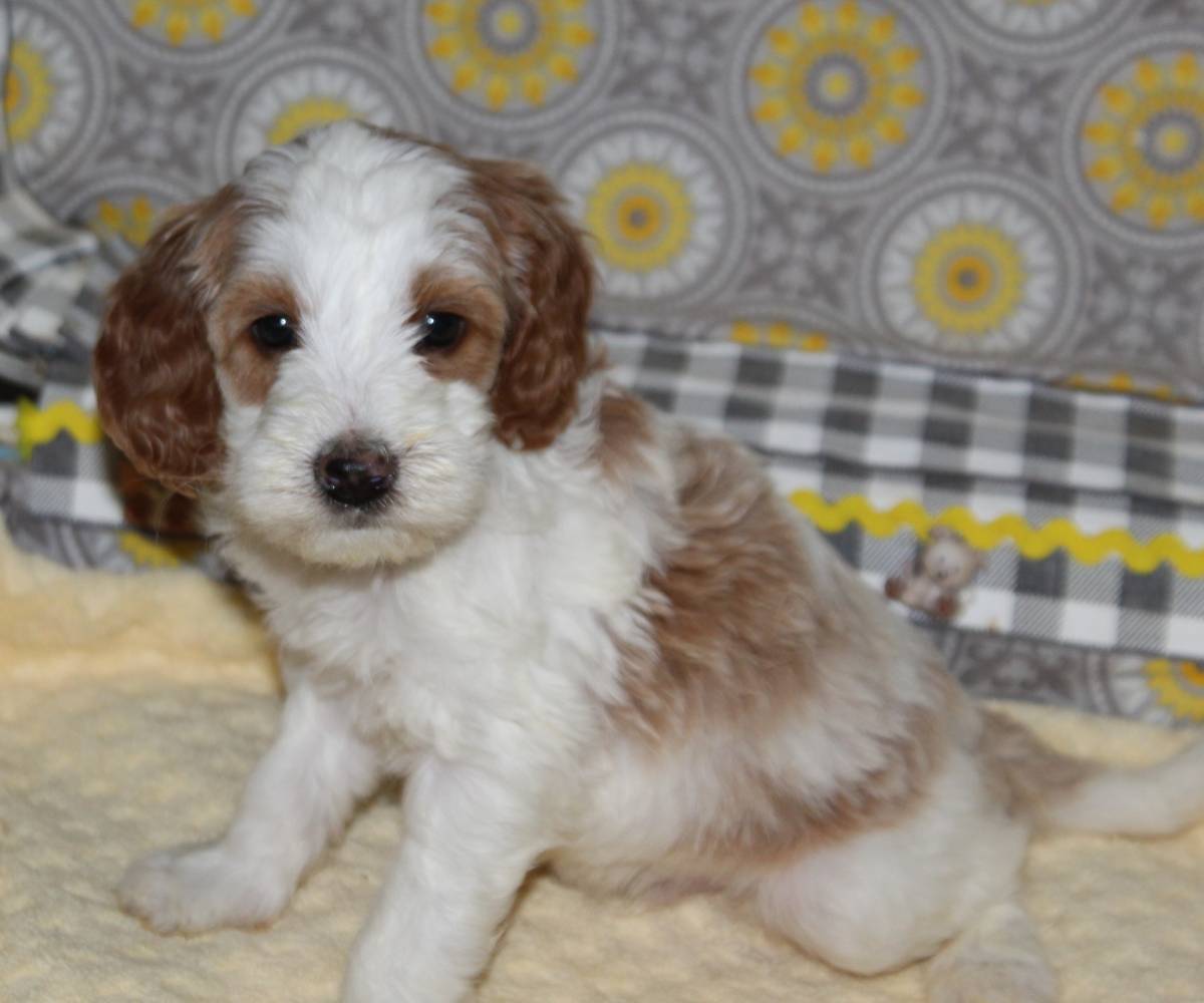 Mustard Seed Ranch Dog Breeders