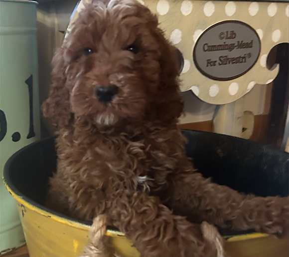 Mustard Seed Ranch Dog Breeders