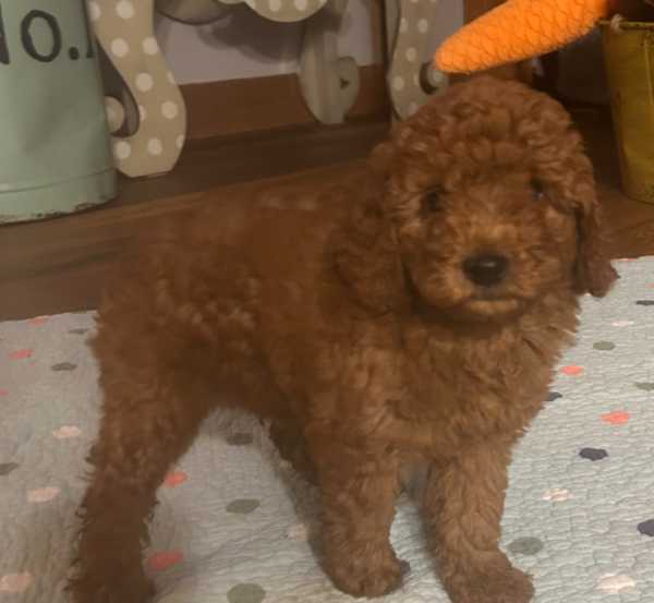 Mustard Seed Ranch Dog Breeders