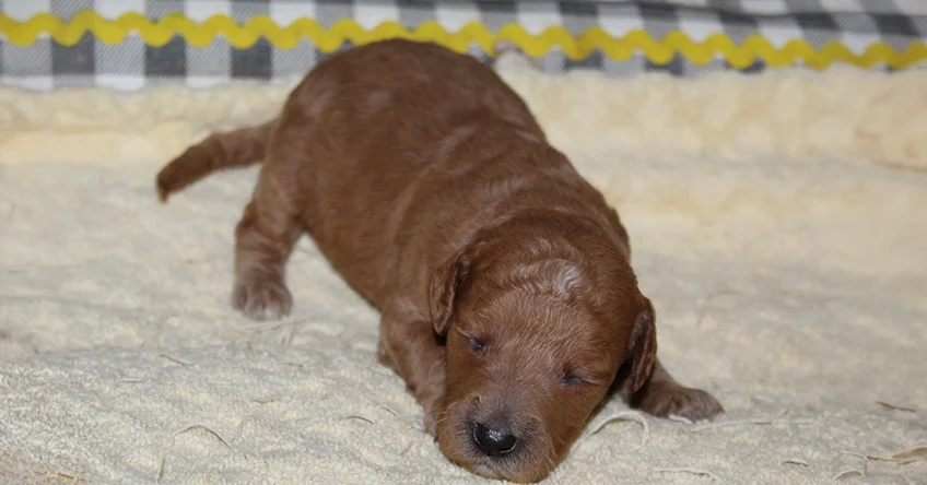 GEMINIWK2 Mustard Seed Ranch Golden doodles