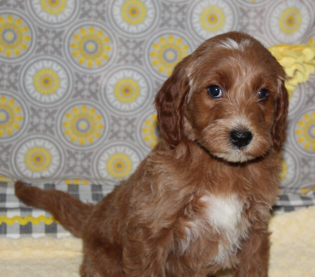 blackwk7 Mustard Seed Ranch Golden doodles