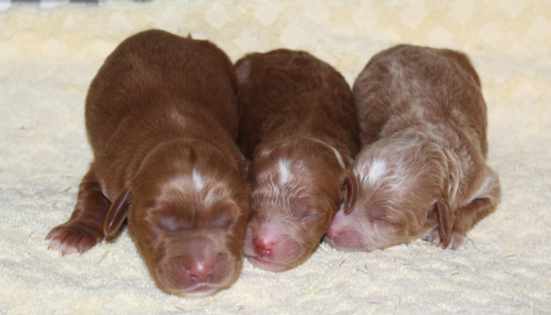 boyswk1 Mustard Seed Ranch Golden doodles