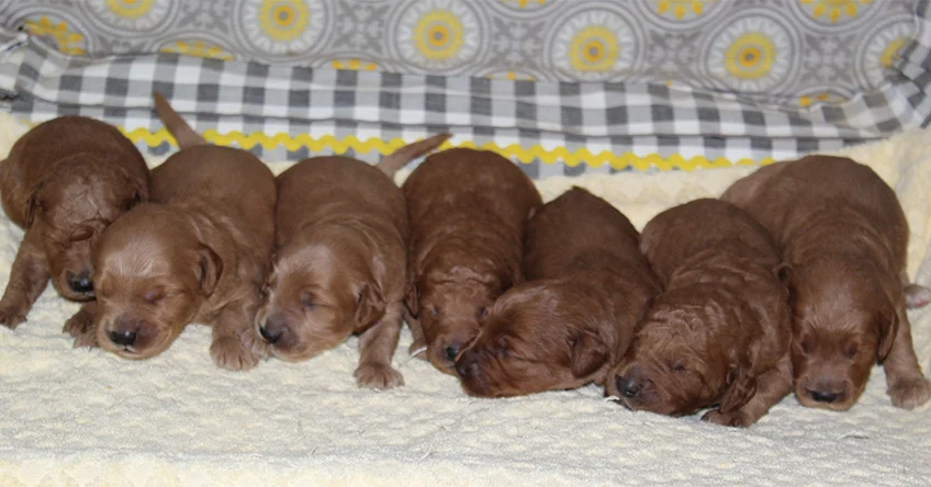 boyswk2 Mustard Seed Ranch Golden doodles