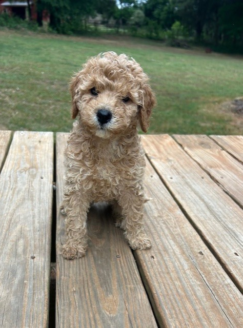 dollywk8 Mustard Seed Ranch Golden doodles