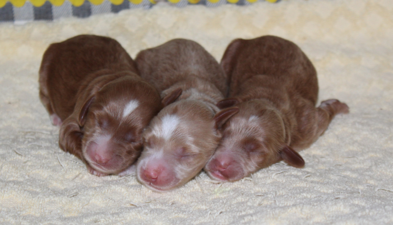 girlswk1 Mustard Seed Ranch Golden doodles