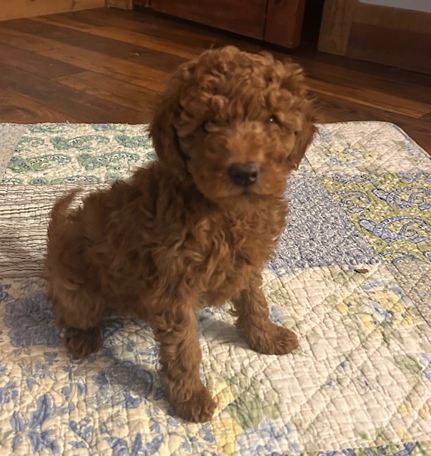 juliettewk8_384171 Mustard Seed Ranch Golden doodles