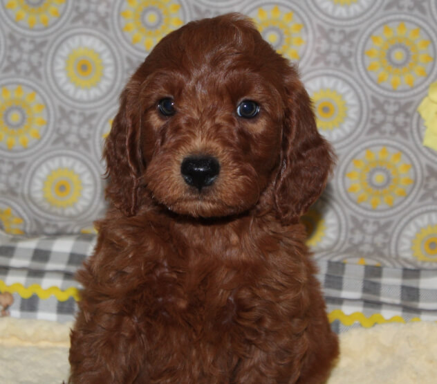 navymwk7 Mustard Seed Ranch Golden doodles