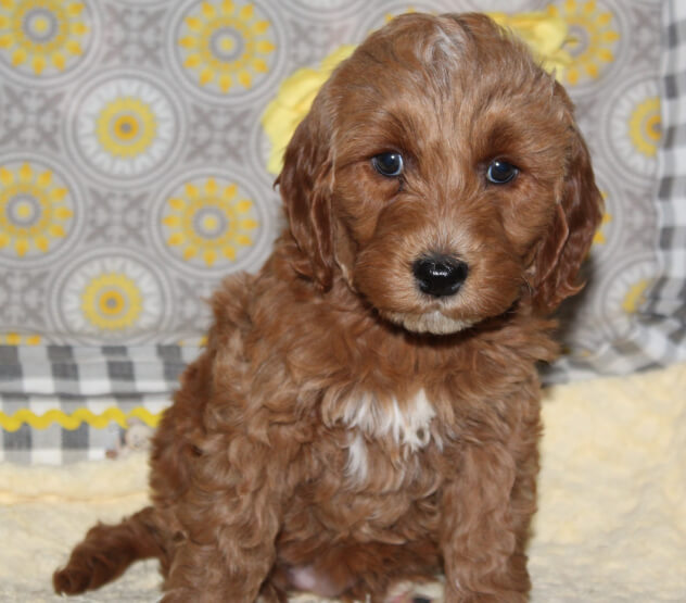 purplefwk7 Mustard Seed Ranch Golden doodles