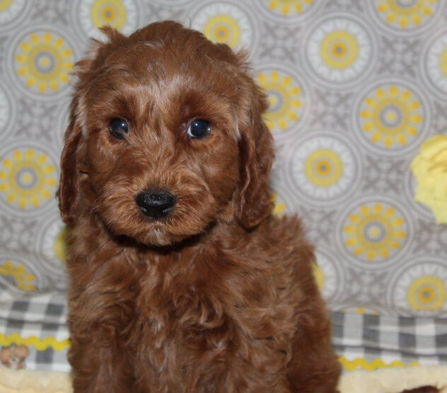 remwk7 Mustard Seed Ranch Golden doodles