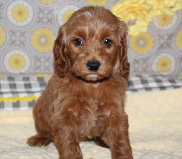 tealfwk7 Mustard Seed Ranch Golden doodles