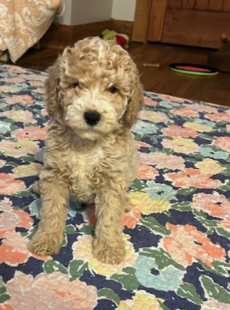 williewk8 Mustard Seed Ranch Golden doodles