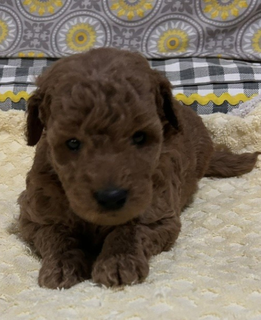apollowk5_384801 Mustard Seed Ranch Golden doodles