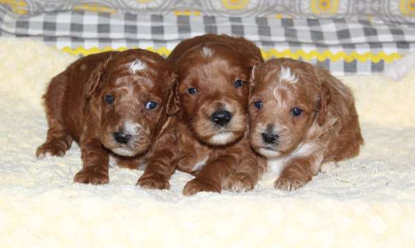 boyswk3_384801 Mustard Seed Ranch Goldendoodles
