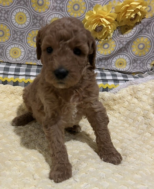 geminiwk5_384801 Mustard Seed Ranch Golden doodles
