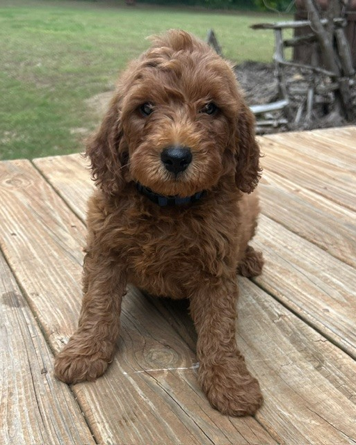 navywk8_384500 Mustard Seed Ranch Golden doodles