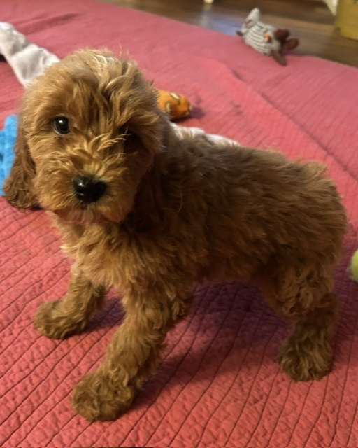 tealwk10_384801 Mustard Seed Ranch Golden doodles