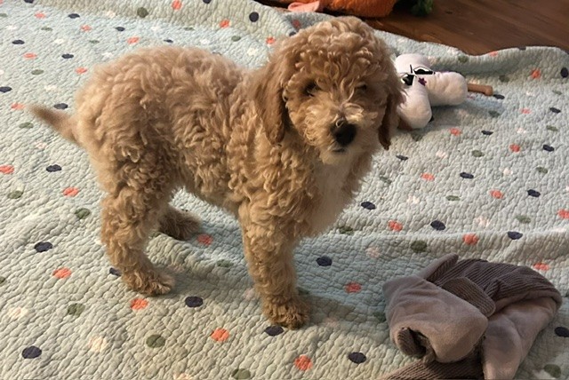 williwk11_384801 Mustard Seed Ranch Golden doodles