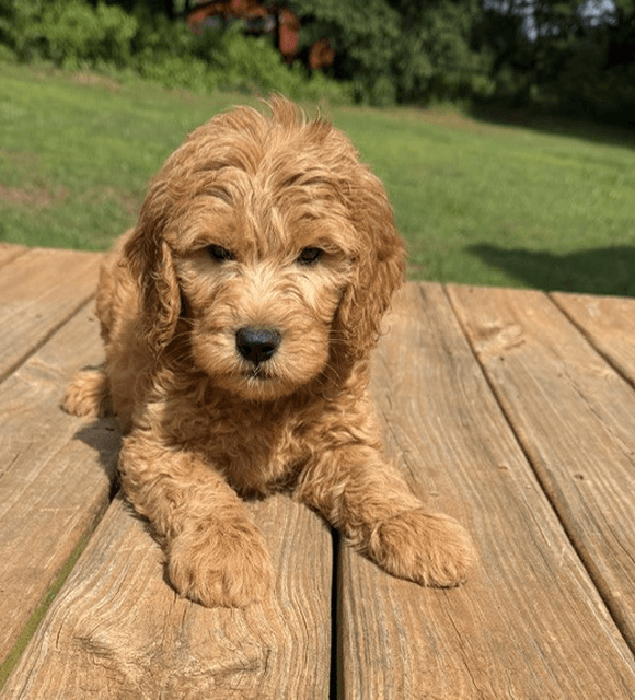 Rectangle 9 Mustard Seed Ranch Goldendoodles