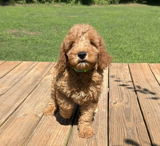 atlantiswk9_385419 Mustard Seed Ranch Goldendoodles
