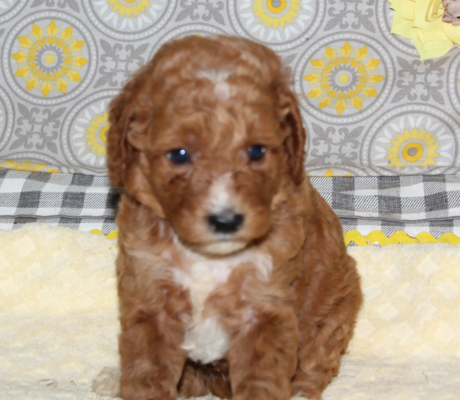 craterwk5_385419 Mustard Seed Ranch Goldendoodles
