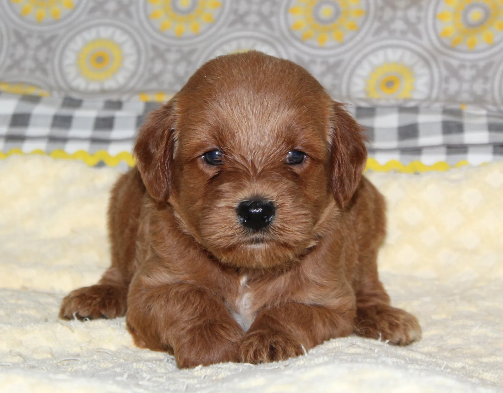 evergladeswk5_385419 Mustard Seed Ranch Goldendoodles
