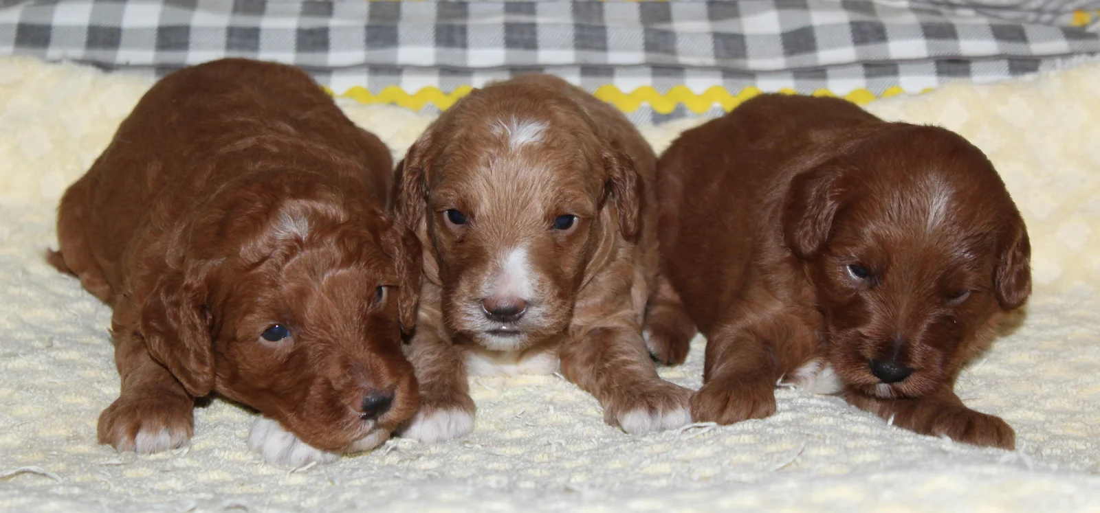 girlswk3_385419 Mustard Seed Ranch Goldendoodles