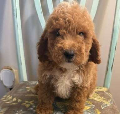 guswk9 Mustard Seed Ranch Goldendoodles
