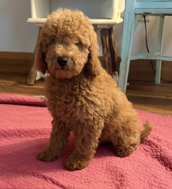 apollowk11_385796 (1) Mustard Seed Ranch Goldendoodles