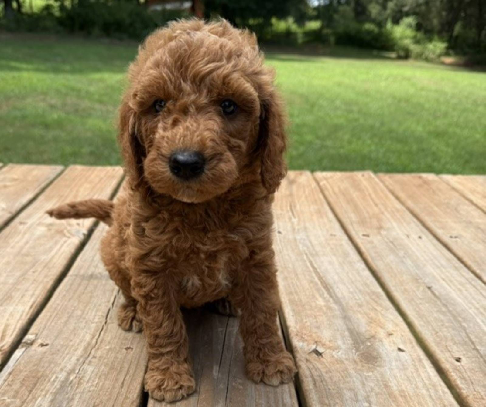 badlandswk7_385796 Mustard Seed Ranch Goldendoodles