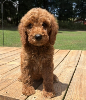 Mustard Seed Ranch Goldendoodles