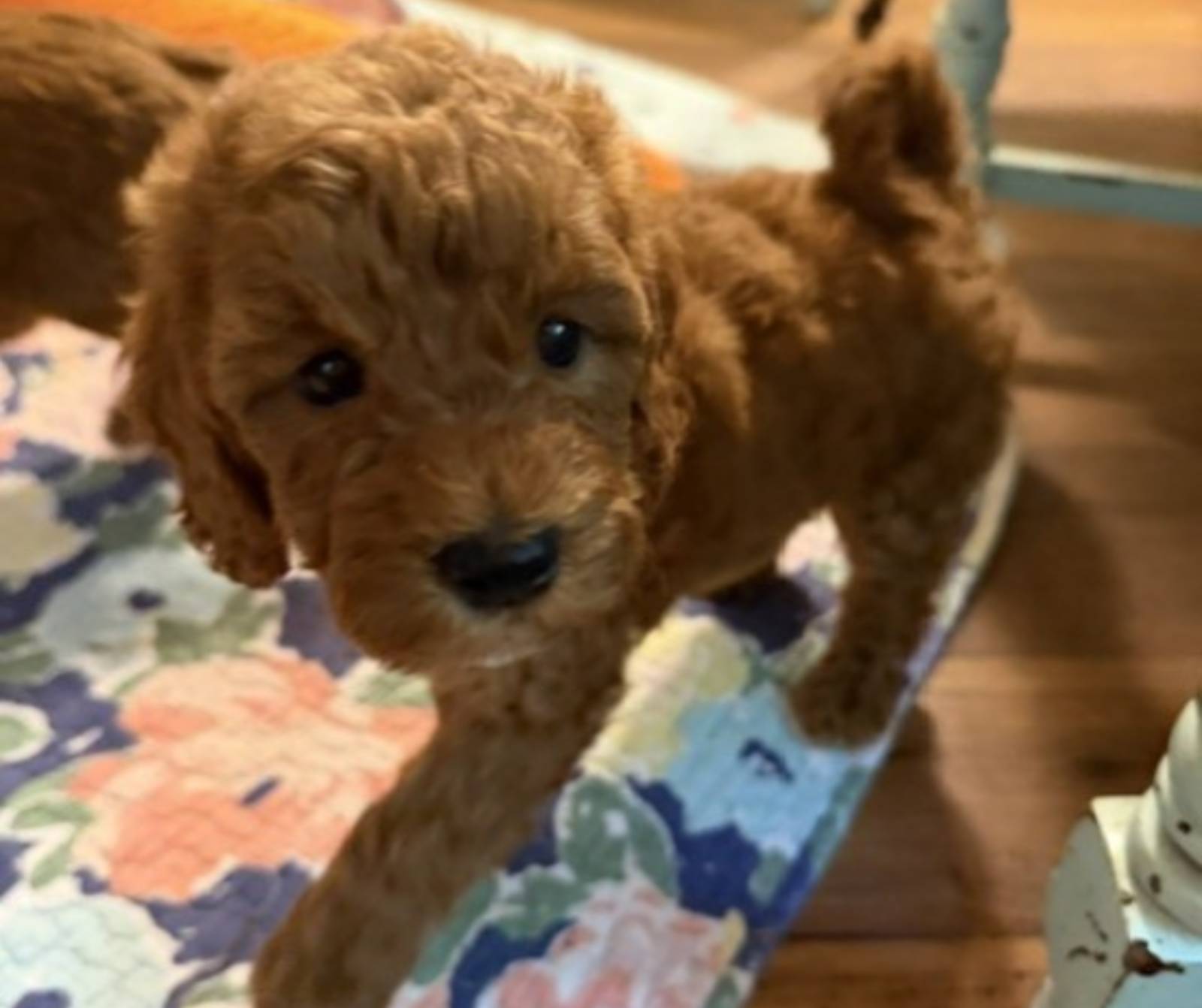 biscaynewk7_385796 Mustard Seed Ranch Goldendoodles