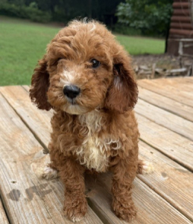 Mustard Seed Ranch Goldendoodles
