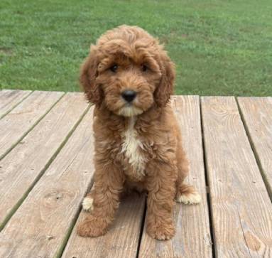 fairygodmotherwk10_385796 Mustard Seed Ranch Goldendoodles