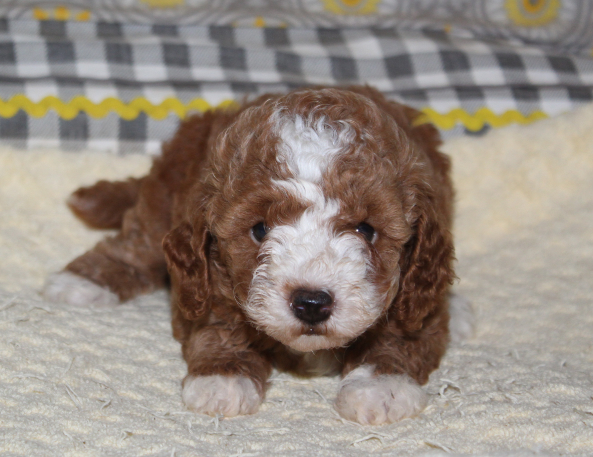Mustard Seed Ranch Goldendoodles
