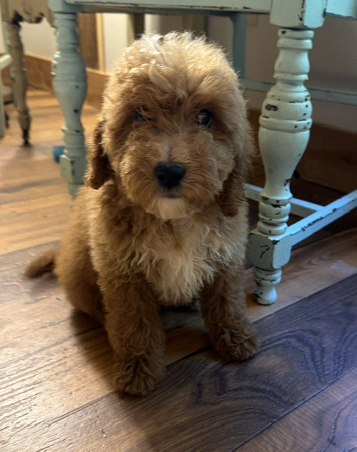 Mustard Seed Ranch Goldendoodles