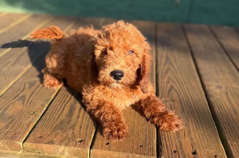 Mustard Seed Ranch Goldendoodles